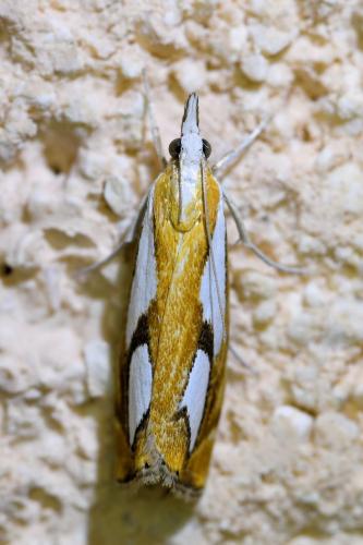 Réf. 333 661 : Catoptria pinella